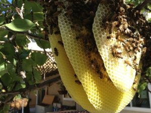 Residential Bee Removal San Diego