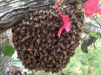 Contact San Diego County Beekeeper Pete Holtzen Live Bee Removal Rescue 619 286 7258